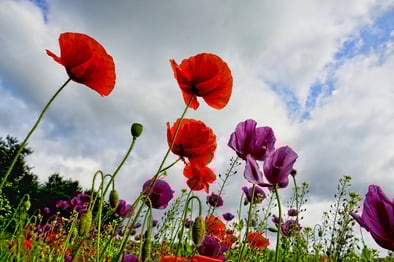 Cloud Fiori