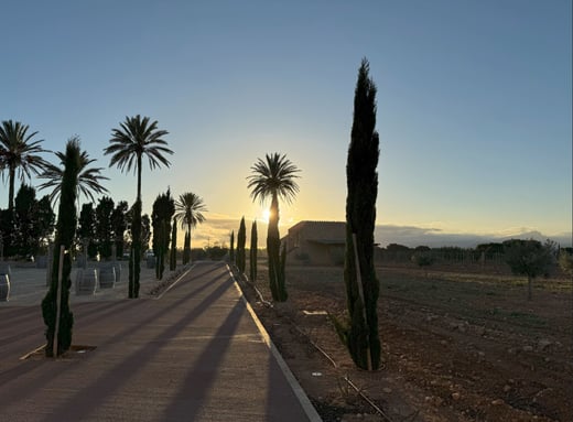 Palma