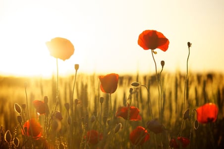 SAP FIORI Launchpad