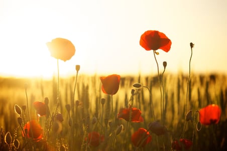 SAP FIORI Launchpad