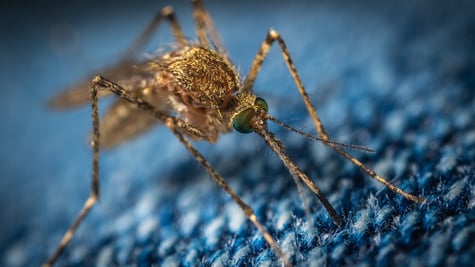 mosquito_RFC